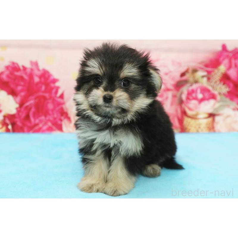 販売中の神奈川県のポメマル:ポメラニアン×マルチーズ-436545