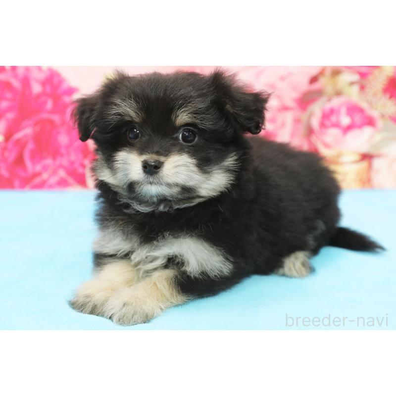 販売中の神奈川県のポメマル:ポメラニアン×マルチーズ-436549