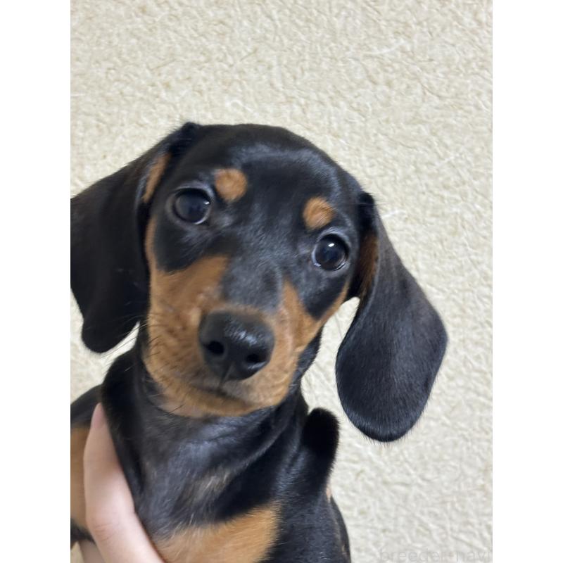 販売中の茨城県のミニチュアダックスフンド(スムースヘアード)-440539