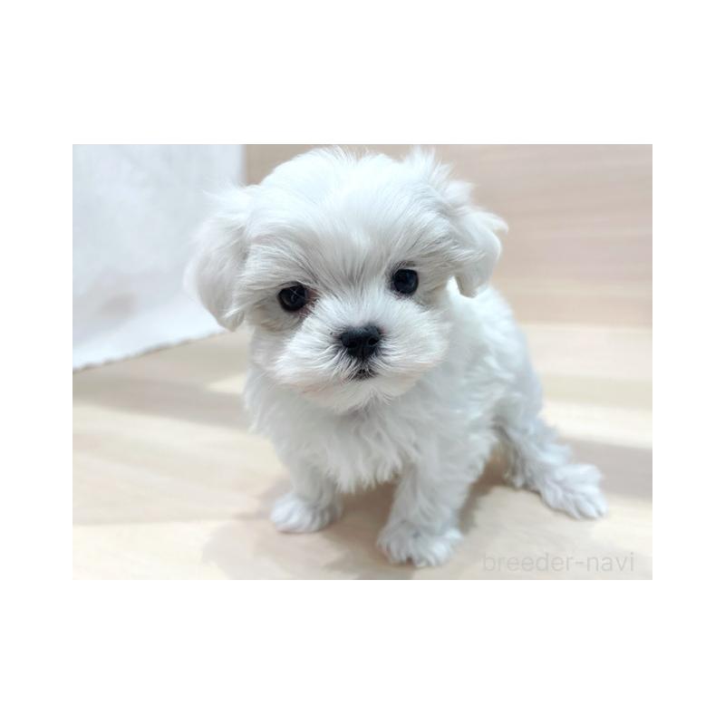 販売中の東京都のマルチーズ-445197