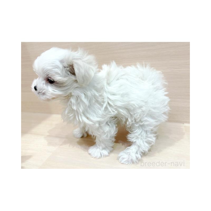 販売中の東京都のマルチーズ-445197の5枚目