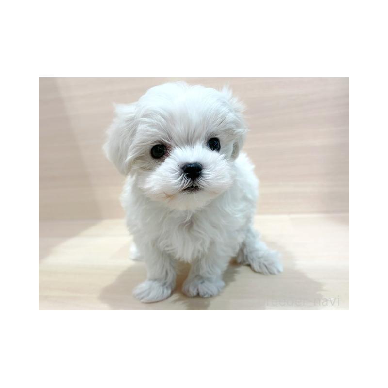 販売中の東京都のマルチーズ-445197の3枚目