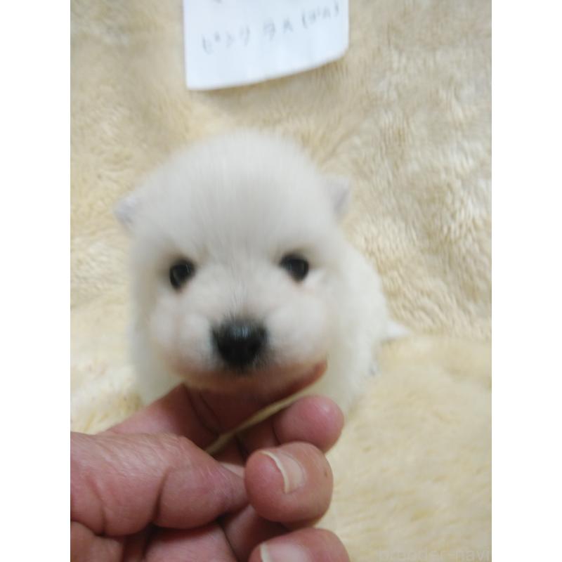 販売中の千葉県の日本スピッツ-445193の5枚目