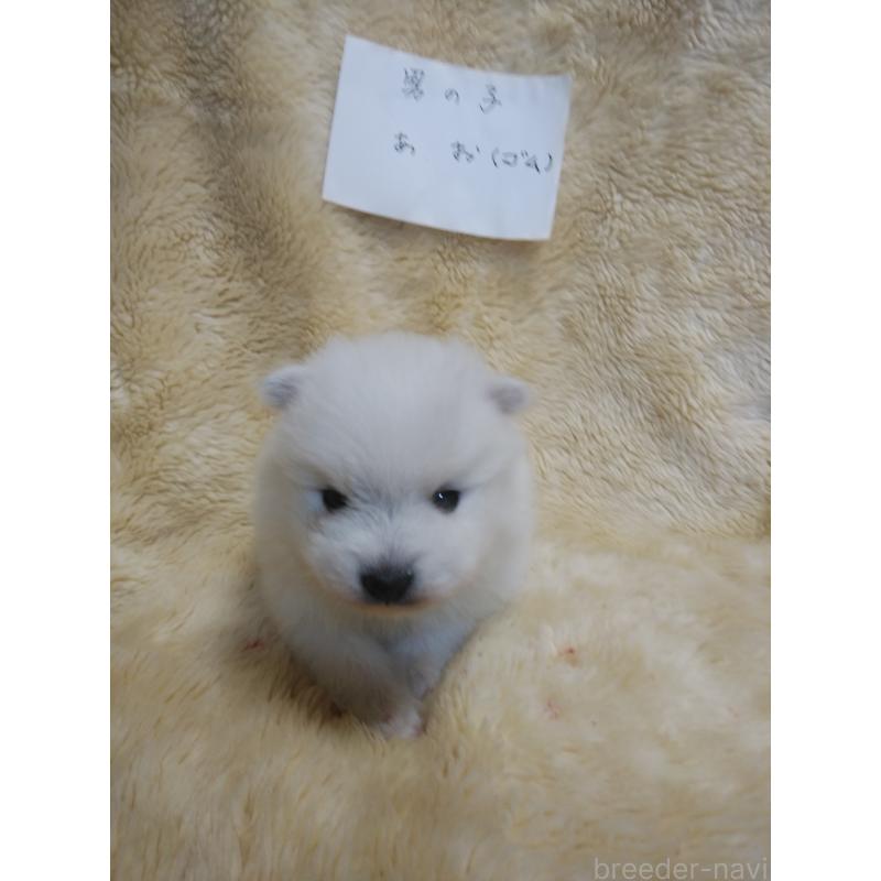 販売中の千葉県の日本スピッツ-445193の3枚目