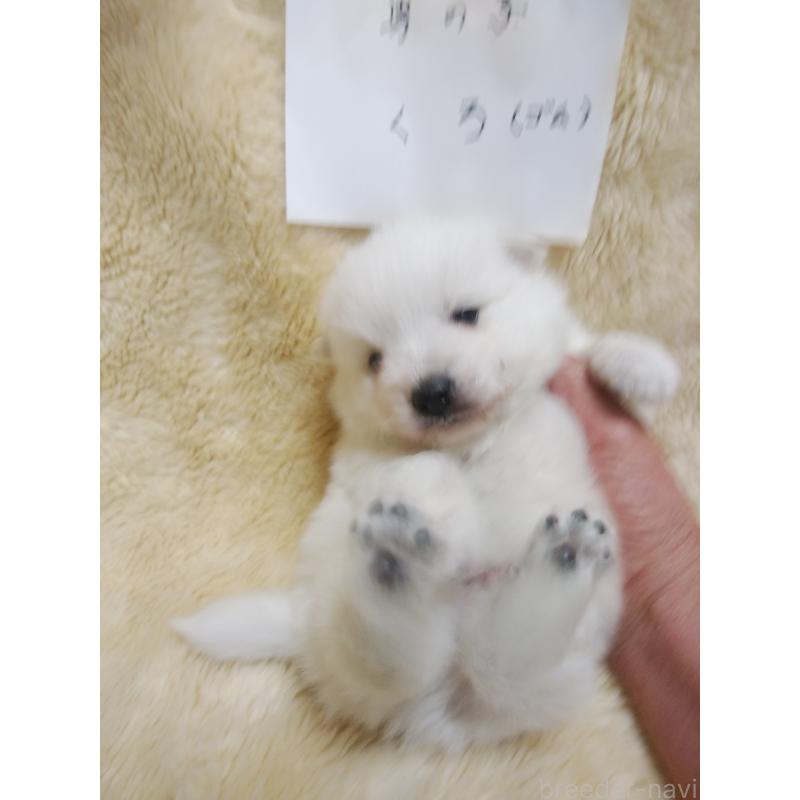 販売中の千葉県の日本スピッツ-445187の4枚目