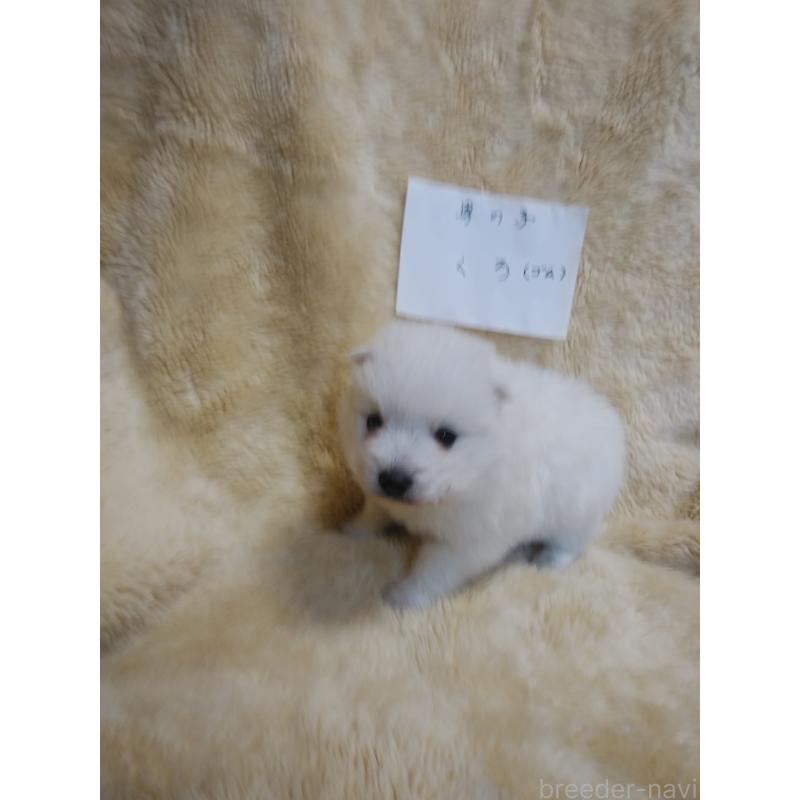 販売中の千葉県の日本スピッツ-445187の3枚目