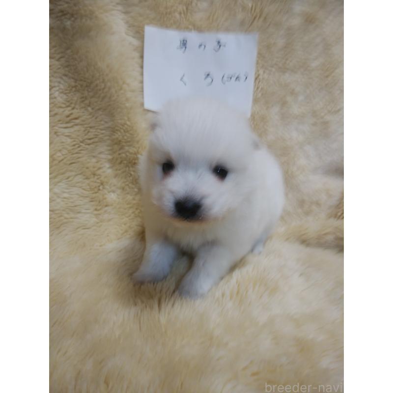 販売中の千葉県の日本スピッツ-445187の2枚目