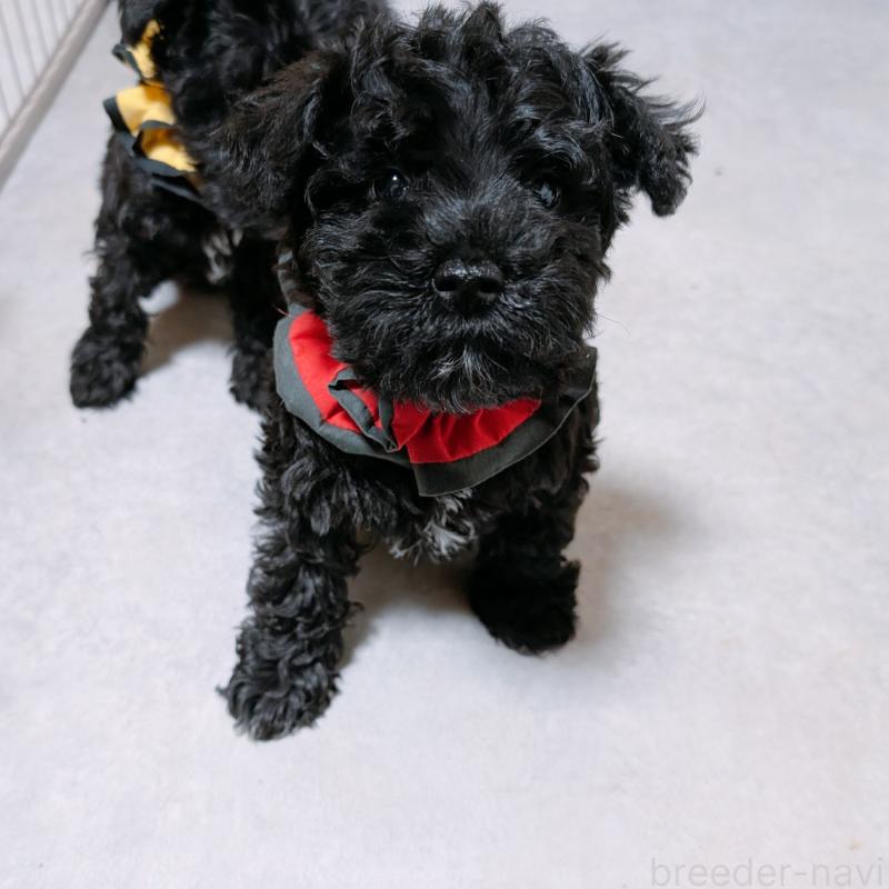 販売中の長崎県のミニチュアシュナウザー-445021の7枚目