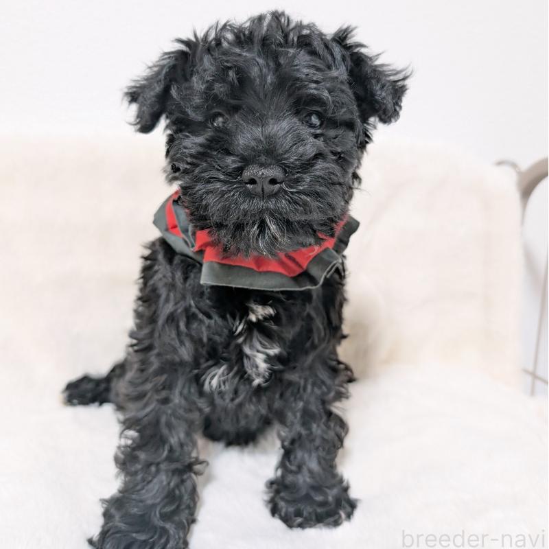 販売中の長崎県のミニチュアシュナウザー-445021の6枚目