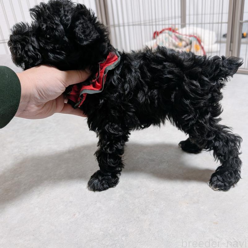 販売中の長崎県のミニチュアシュナウザー-445021の5枚目