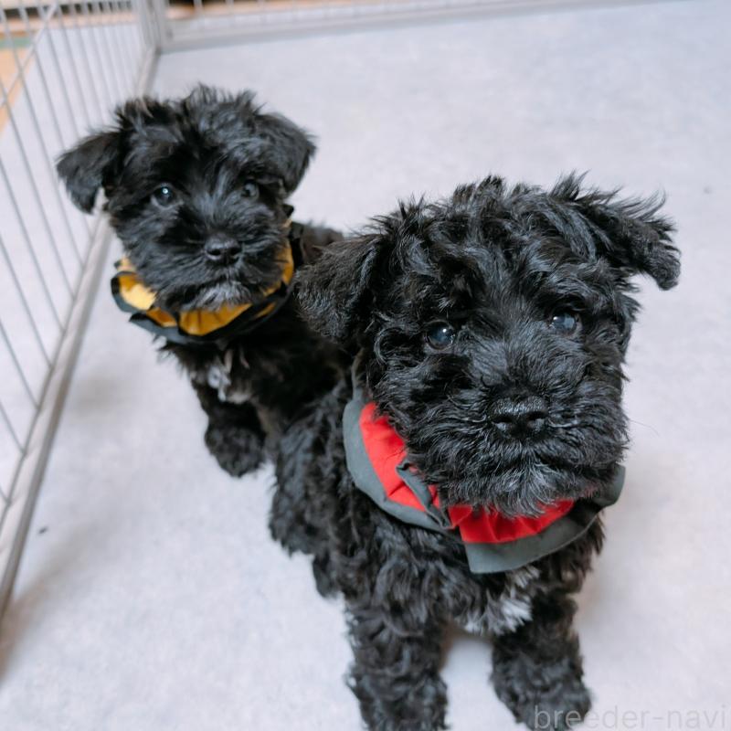 販売中の長崎県のミニチュアシュナウザー-445021の3枚目