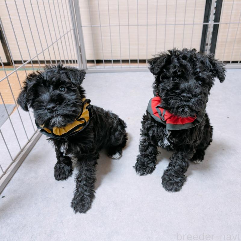 販売中の長崎県のミニチュアシュナウザー-445021の2枚目