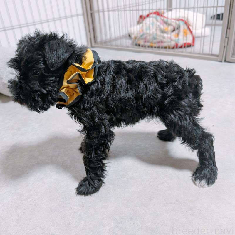 販売中の長崎県のミニチュアシュナウザー-445022の5枚目