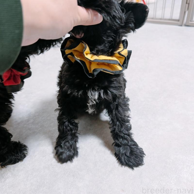 販売中の長崎県のミニチュアシュナウザー-445022の4枚目