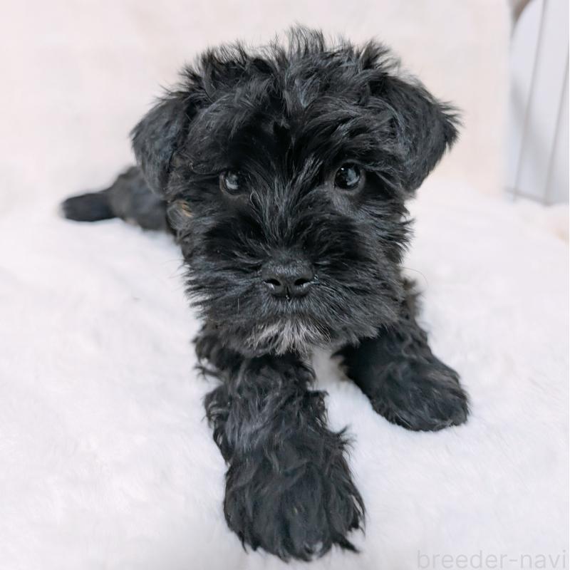 販売中の長崎県のミニチュアシュナウザー-445022の3枚目