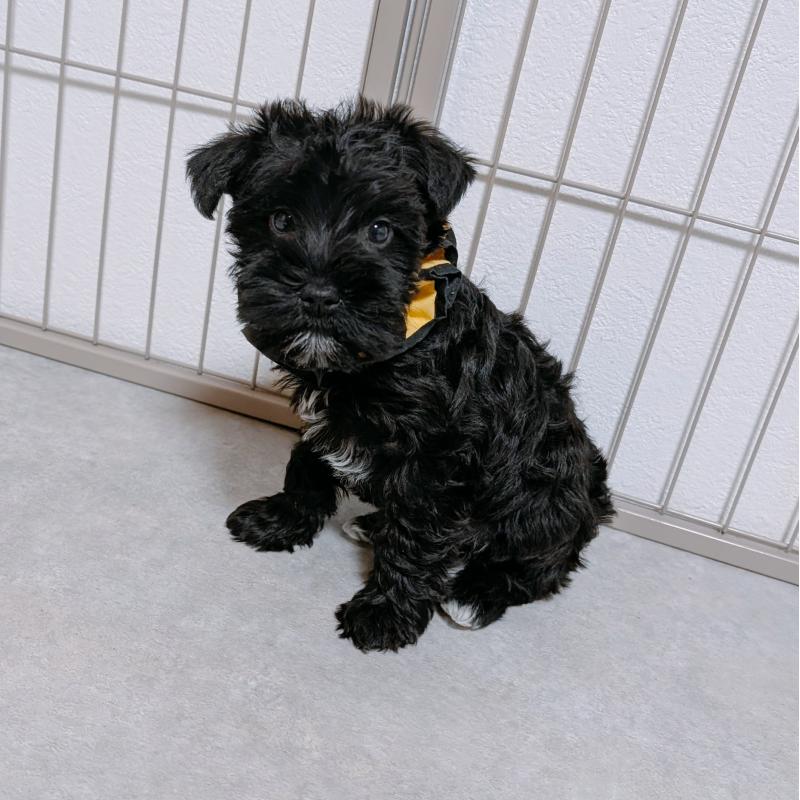 販売中の長崎県のミニチュアシュナウザー-445022の2枚目