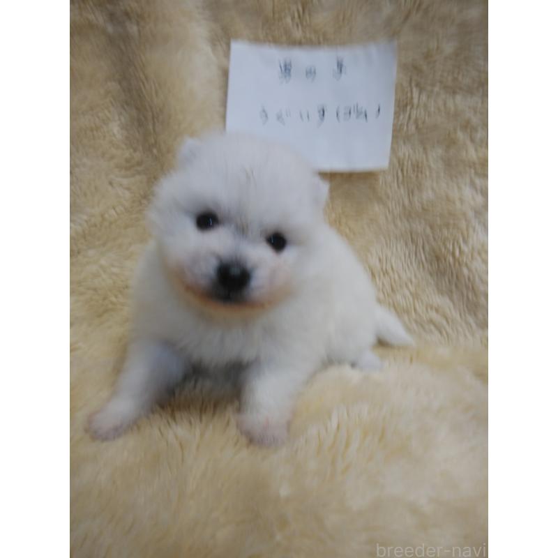 販売中の千葉県の日本スピッツ-445200の3枚目