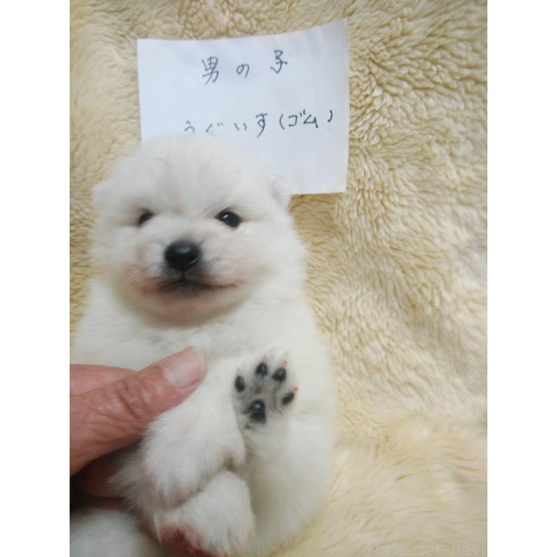 販売中の千葉県の日本スピッツ-445200の2枚目