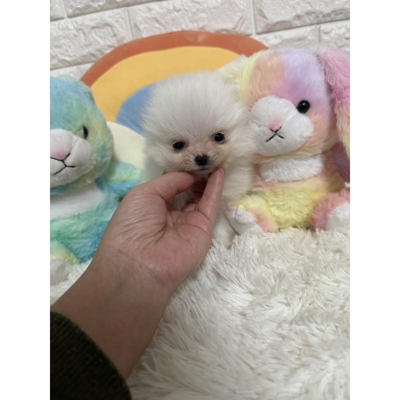 販売中の埼玉県のポメラニアン-445201の5枚目