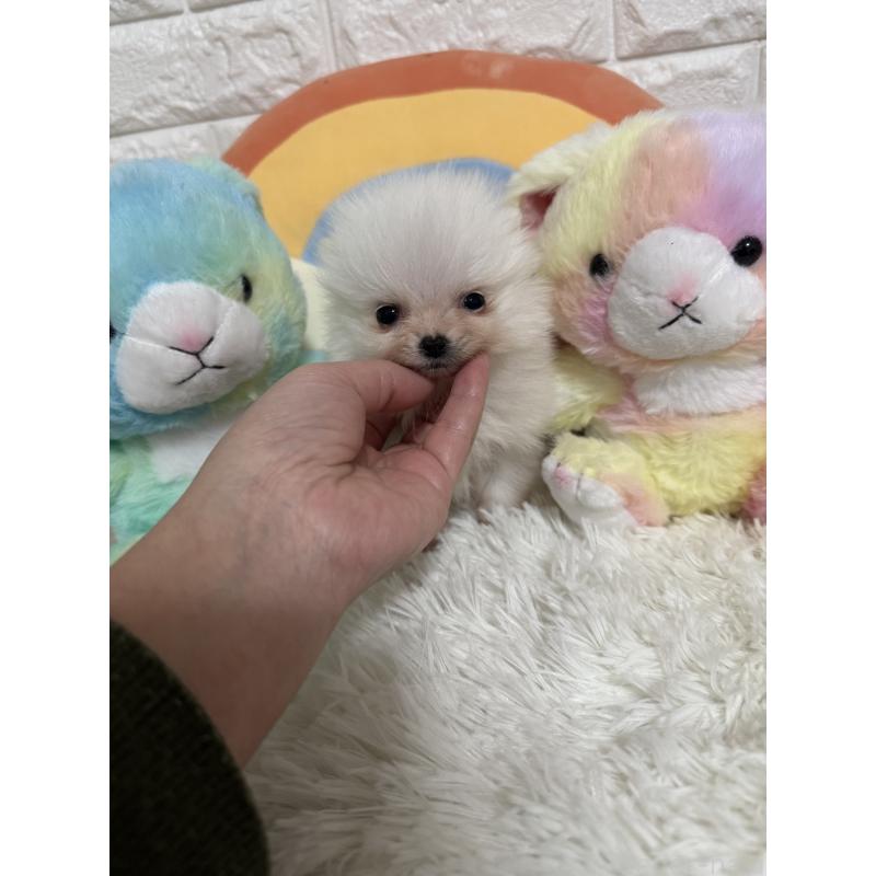 販売中の埼玉県のポメラニアン-445201の4枚目