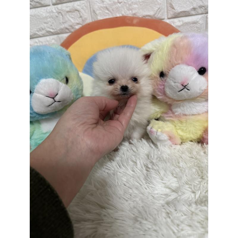 販売中の埼玉県のポメラニアン-445201の3枚目