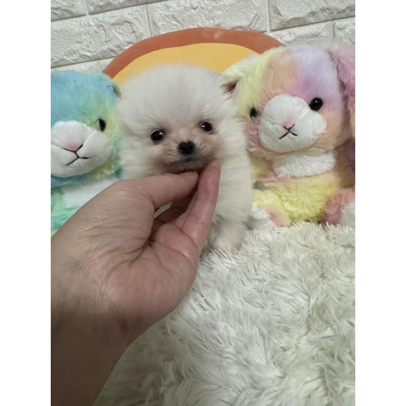 販売中の埼玉県のポメラニアン-445201