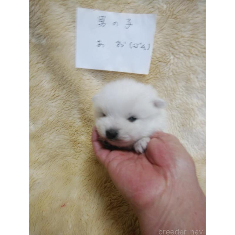 販売中の千葉県の日本スピッツ-445202の4枚目