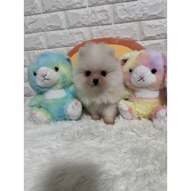 販売中の埼玉県のポメラニアン-445203の4枚目