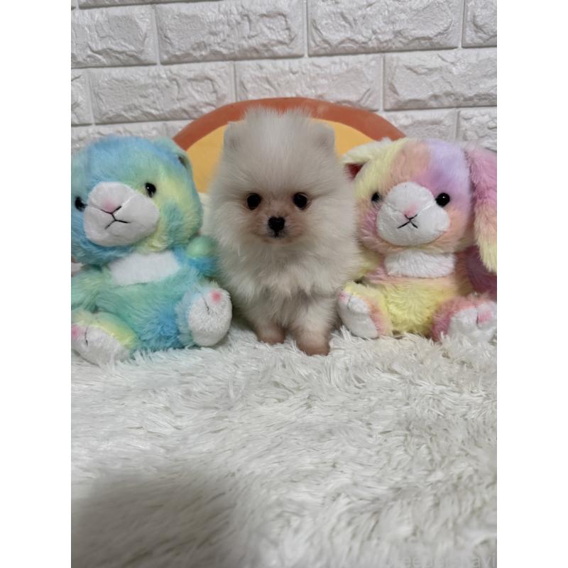 販売中の埼玉県のポメラニアン-445203の3枚目