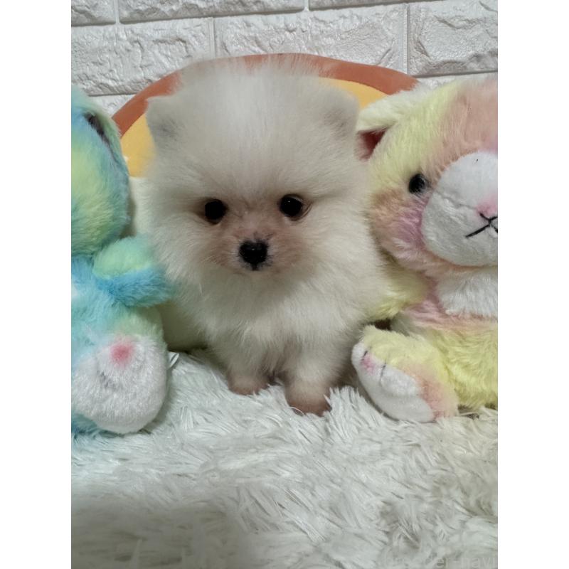 販売中の埼玉県のポメラニアン-445203の2枚目