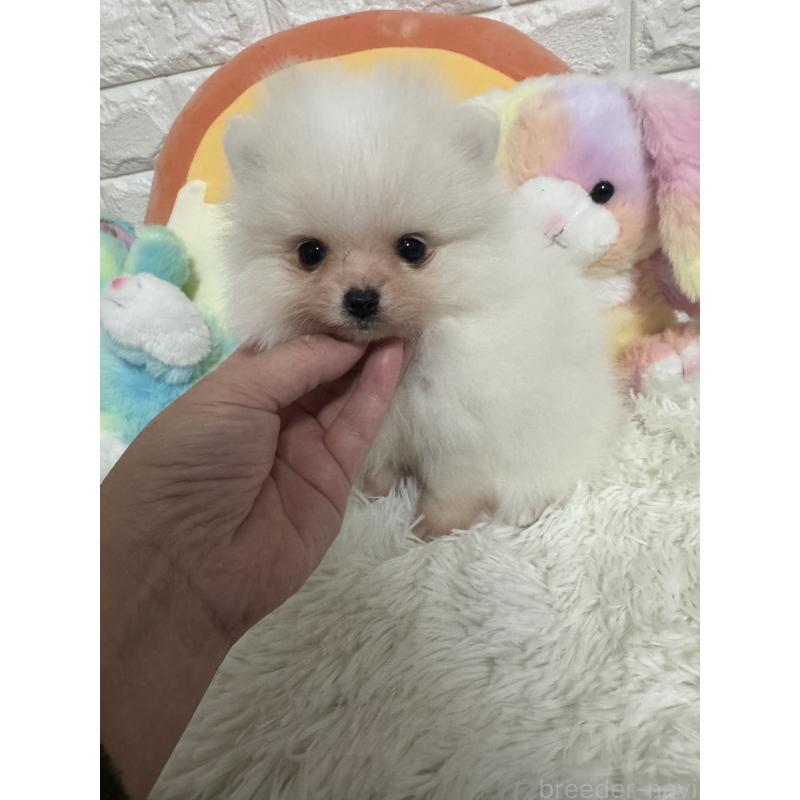 販売中の埼玉県のポメラニアン-445203の1枚目