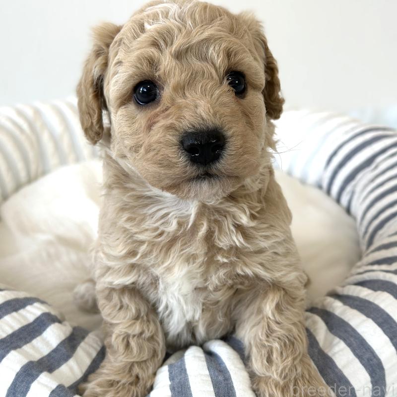 販売中の栃木県のビションプー:ビションフリーゼ×トイプードル-445204の5枚目