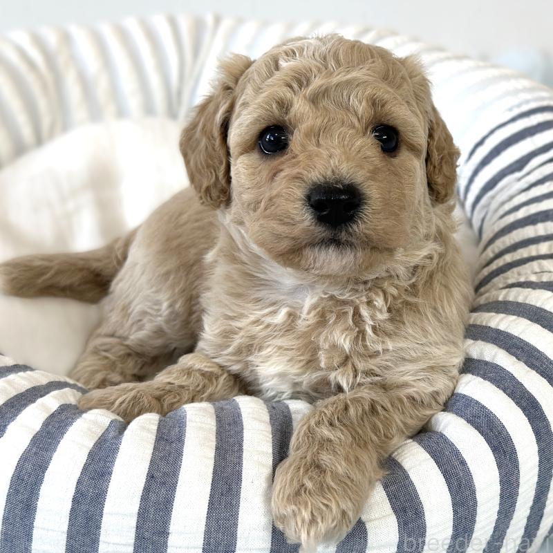 販売中の栃木県のビションプー:ビションフリーゼ×トイプードル-445204の4枚目