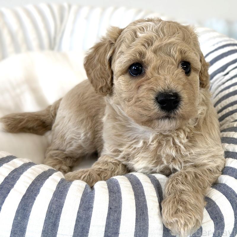 販売中の栃木県のビションプー:ビションフリーゼ×トイプードル-445204の3枚目