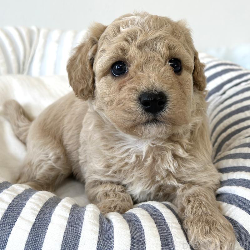 販売中の栃木県のビションプー:ビションフリーゼ×トイプードル-445204の2枚目