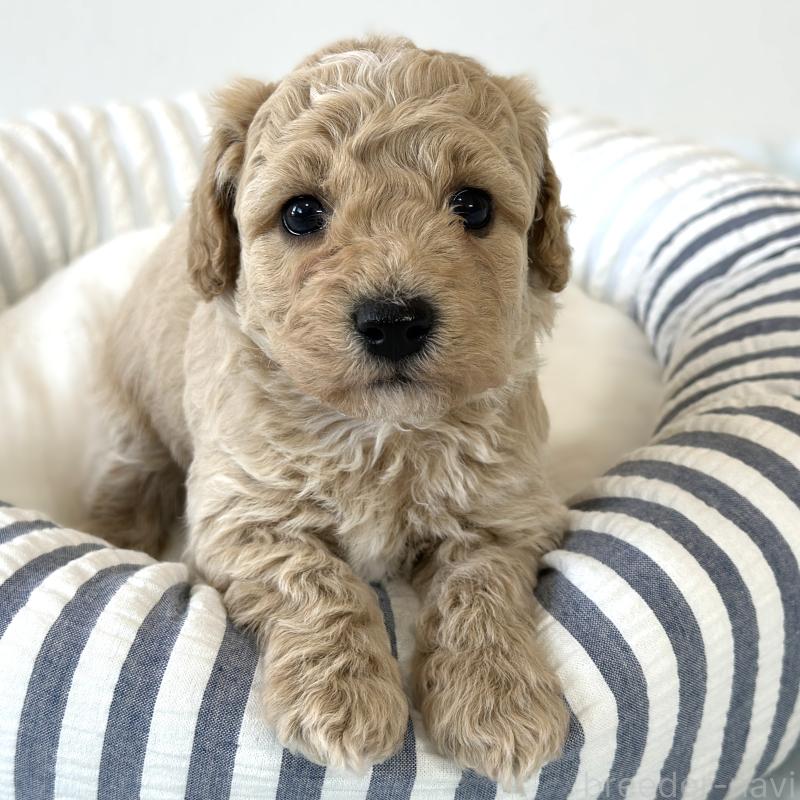 販売中の栃木県のビションプー:ビションフリーゼ×トイプードル-445204