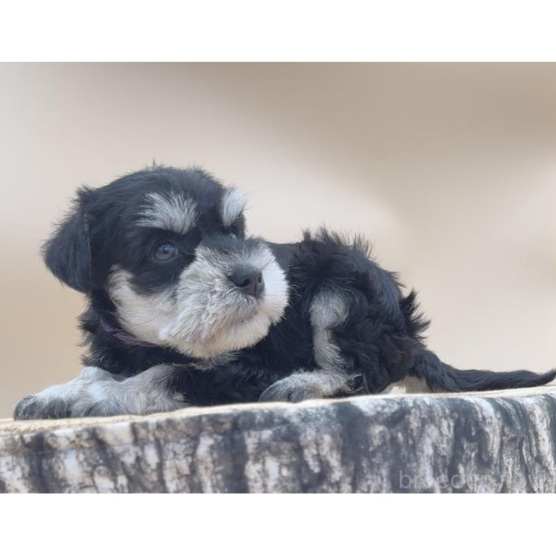 販売中の愛知県のミニチュアシュナウザー-445205の6枚目