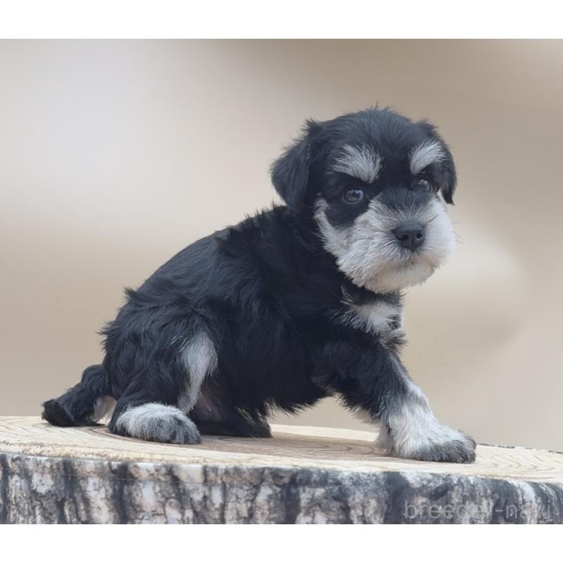 販売中の愛知県のミニチュアシュナウザー-445205の5枚目