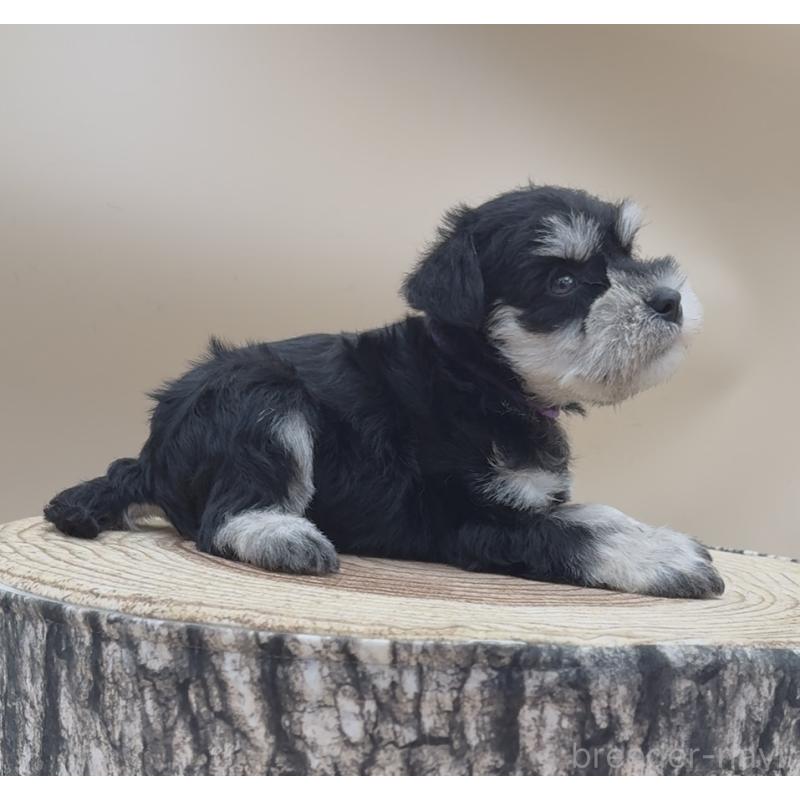 販売中の愛知県のミニチュアシュナウザー-445205の4枚目