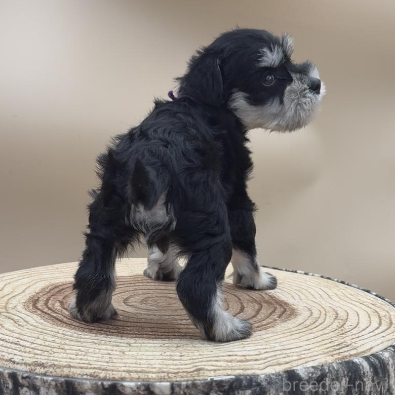 販売中の愛知県のミニチュアシュナウザー-445205の3枚目