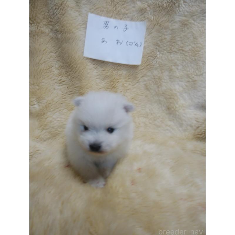 販売中の千葉県の日本スピッツ-445207の4枚目