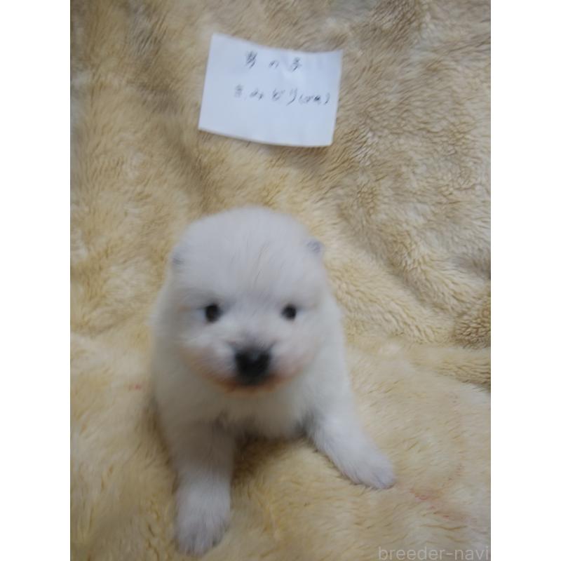 販売中の千葉県の日本スピッツ-445207の3枚目