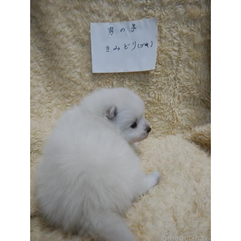 販売中の千葉県の日本スピッツ-445207の2枚目