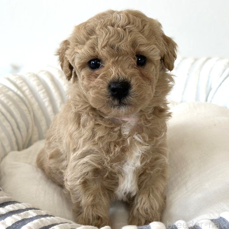 販売中の栃木県のビションプー:ビションフリーゼ×トイプードル-445206の5枚目