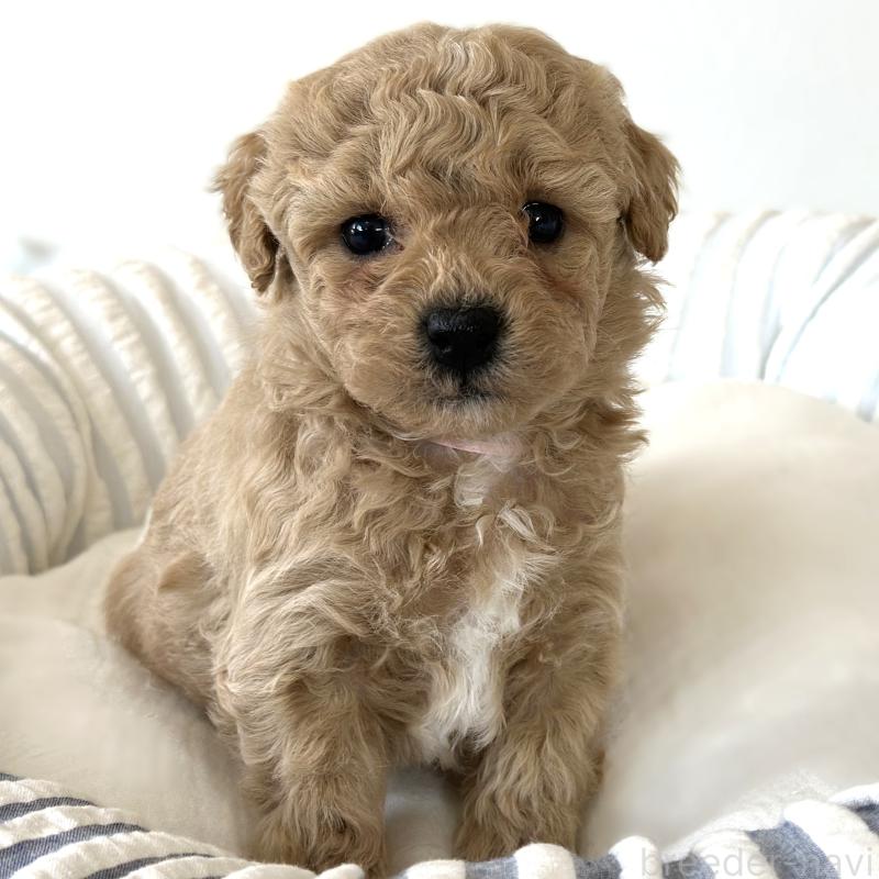 販売中の栃木県のビションプー:ビションフリーゼ×トイプードル-445206の4枚目