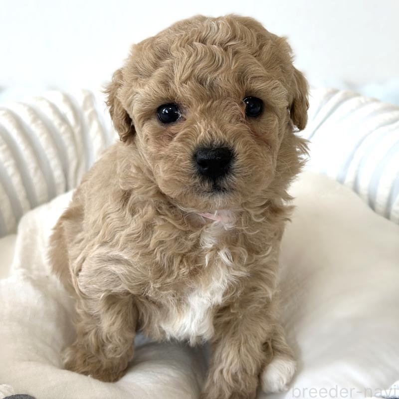 販売中の栃木県のビションプー:ビションフリーゼ×トイプードル-445206の3枚目