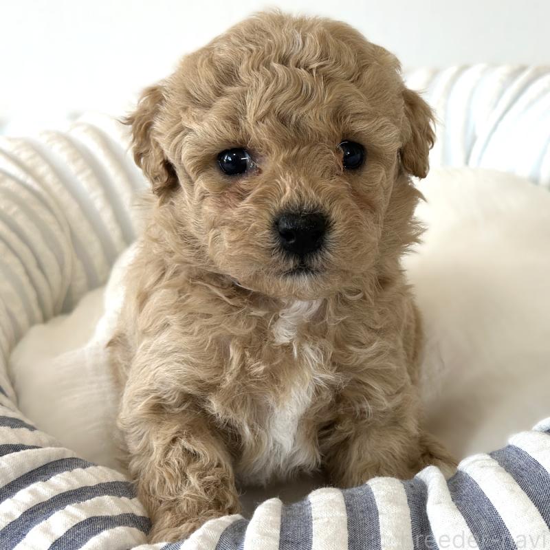 販売中の栃木県のビションプー:ビションフリーゼ×トイプードル-445206の2枚目