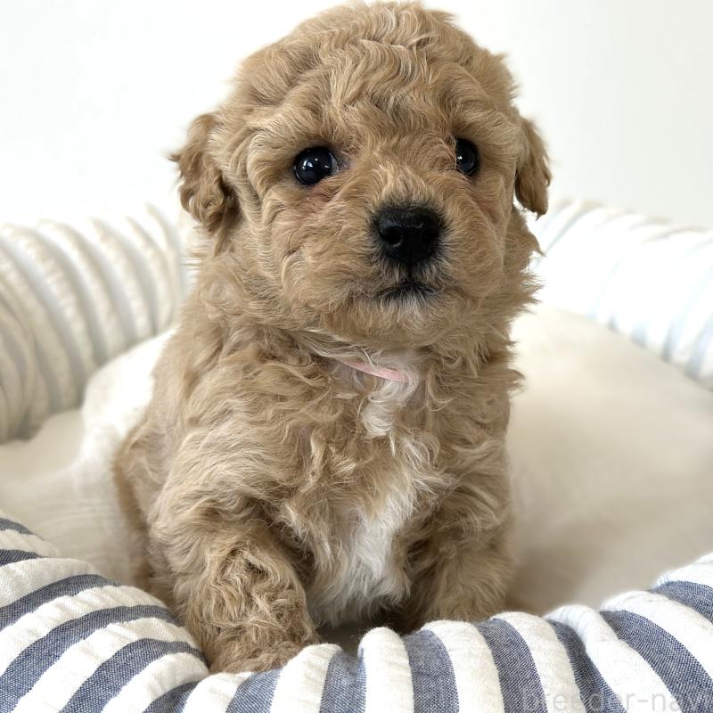 販売中の栃木県のビションプー:ビションフリーゼ×トイプードル-445206