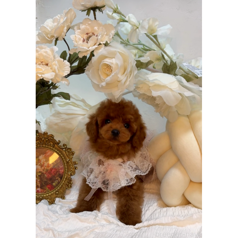 販売中の大阪府のティーカッププードル-433924の4枚目