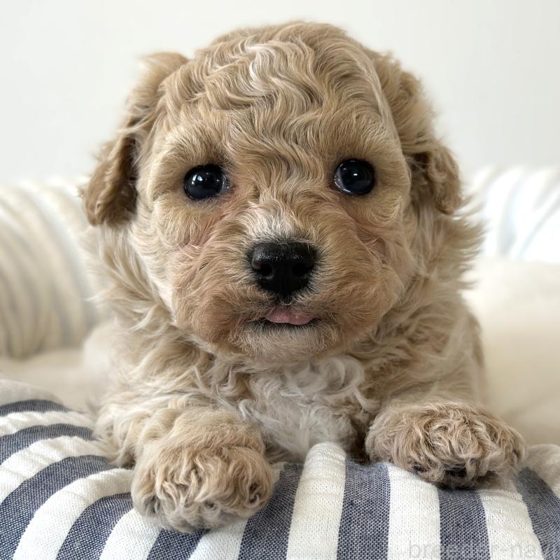 販売中の栃木県のビションプー:ビションフリーゼ×トイプードル-445208の3枚目